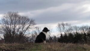 scenes of the seasons dog day