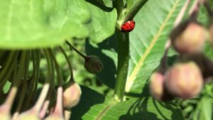 Milkweed and a Ladybug