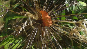 Scenes of the Seasons - Late Summer Flowers