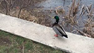 Scenes of the Seasons - Menotomy Ducks