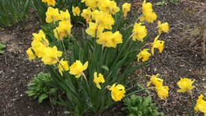 Springtime Flowers 2021