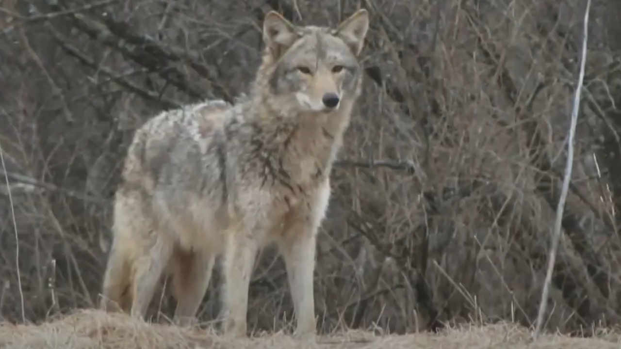 Living with Coyotes Special Event - 10.13.2021