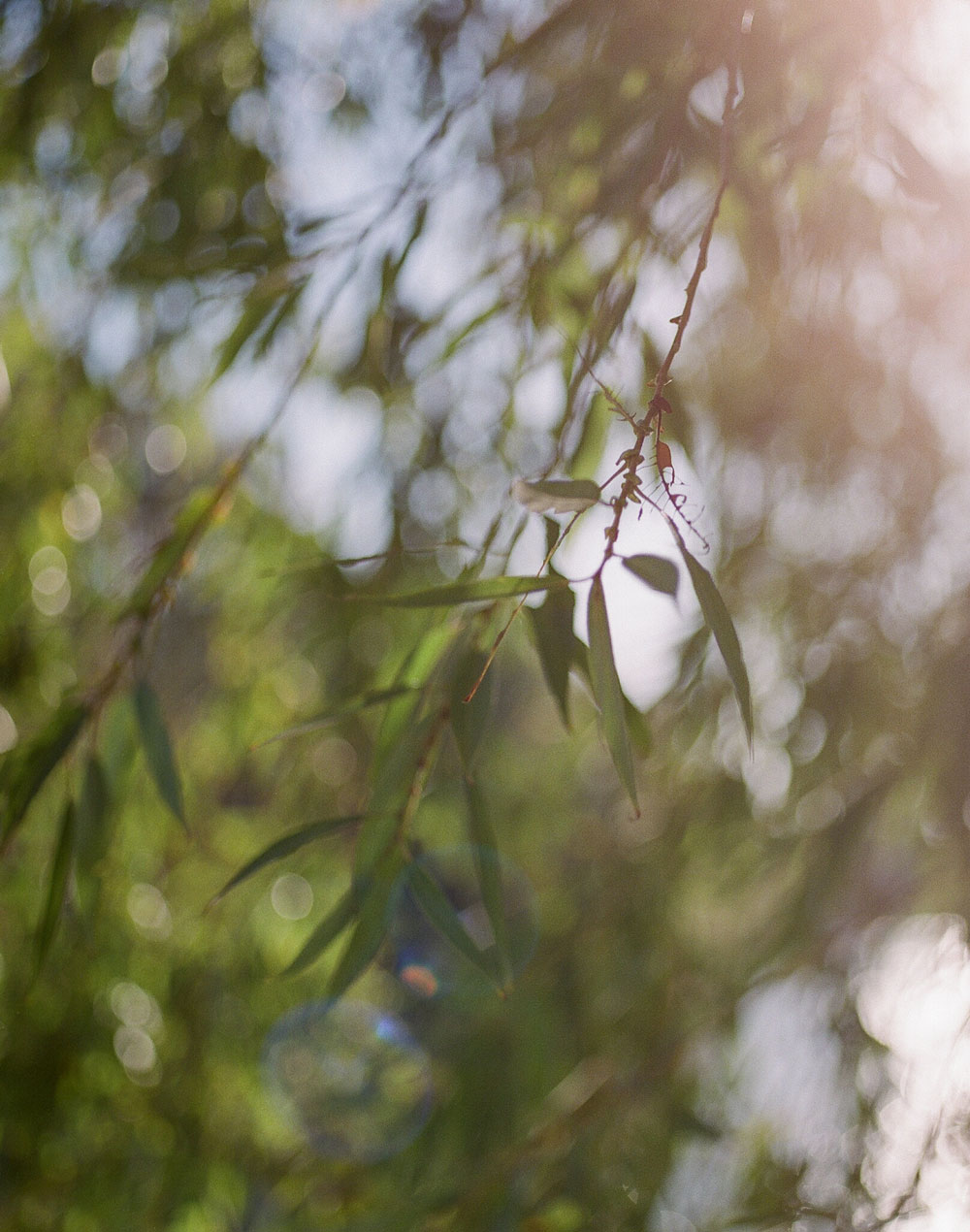 Picture of Selene Victor